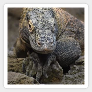 Komodo Dragon Sticker